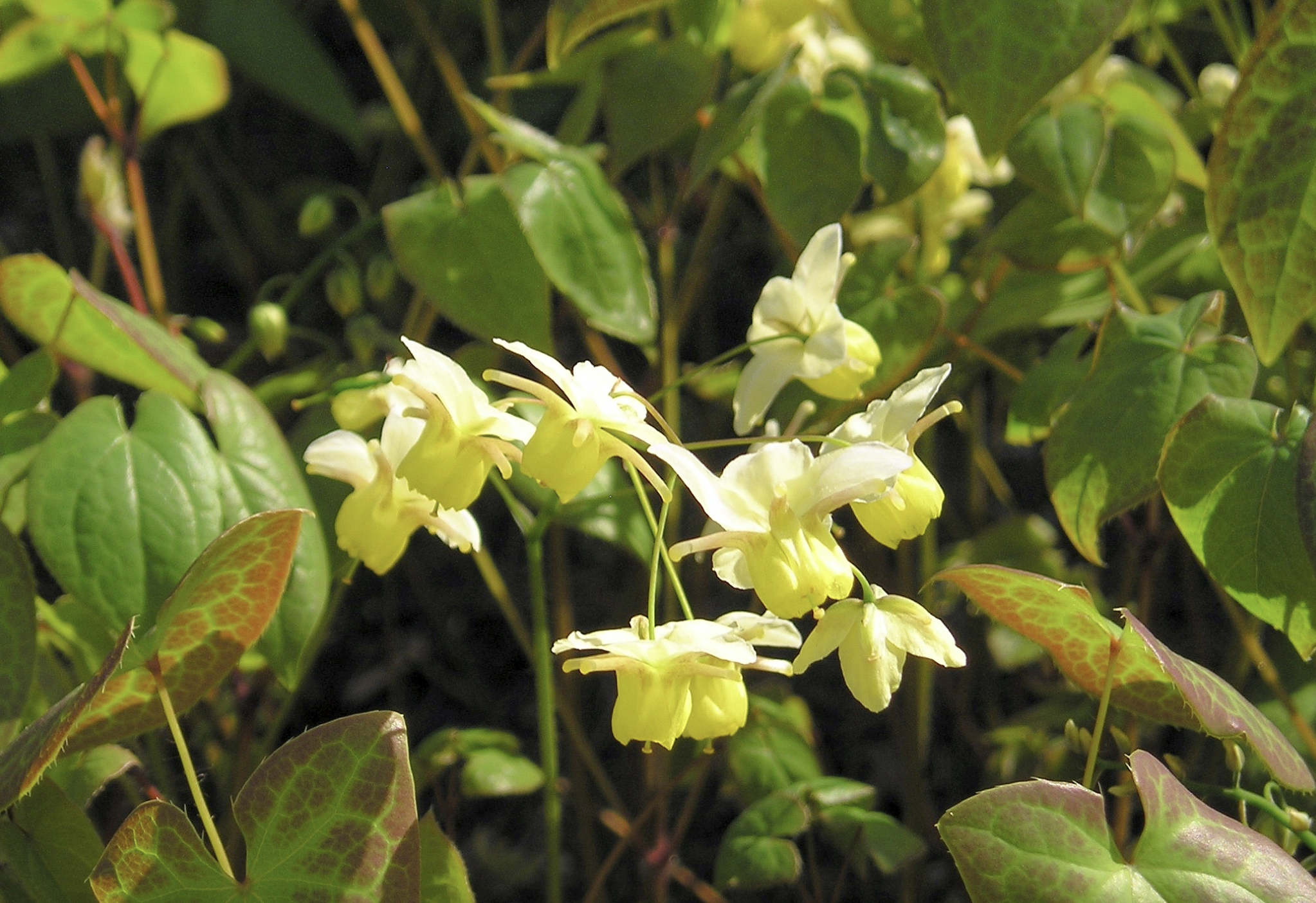 Horny Goat Weed